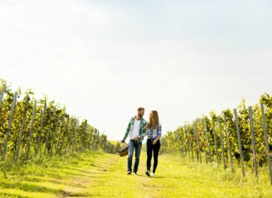 Couple standing together in vineyard on a sunny day in the Napa Valley Wine Country
