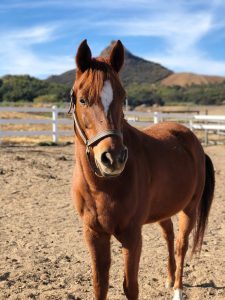 A brown horse in a fenced in area under a bright blue sky.