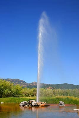 Old Faithful Geyser of California is spraying into the air under a bright blue sky, surrounded by grass, trees, and mountains in the distance.