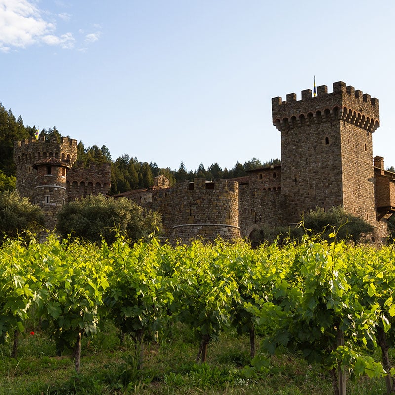 Vineyards outside of Castello di Amorosa in the Napa Valley; Calistoga, CA, Wine Country