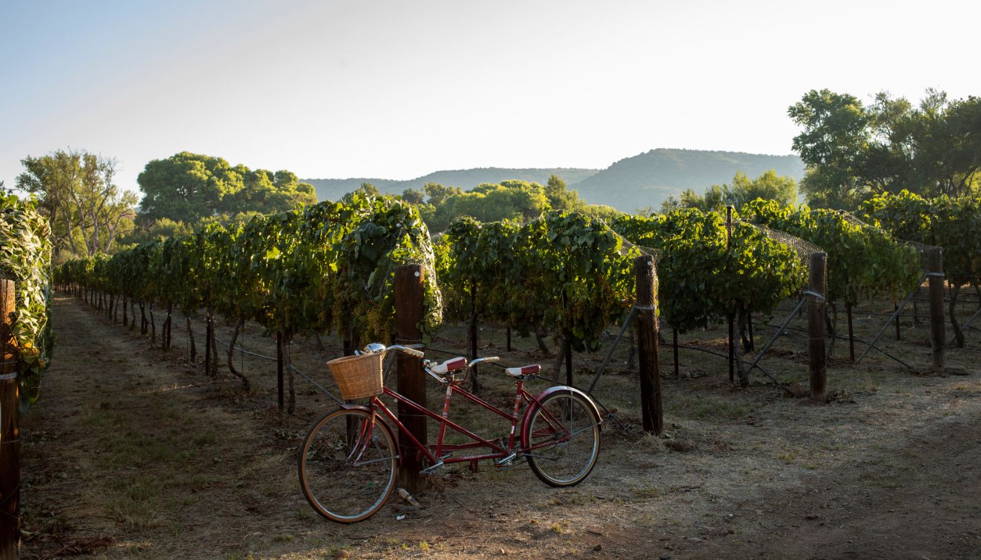 Tandem bicycle leaning against a row of grapes at a vineyard in Napa Valley