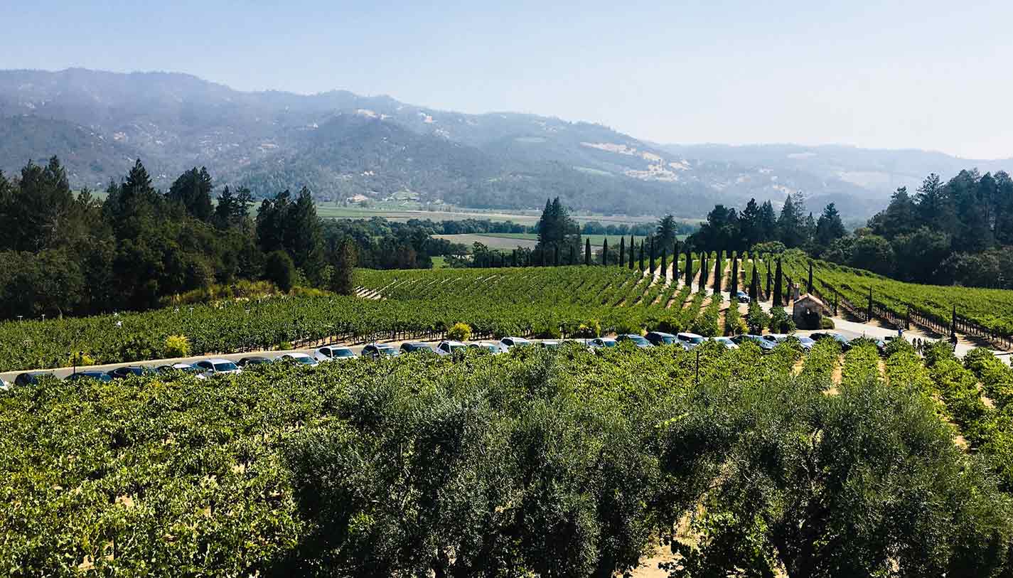 Relaxing vista in California wine country in picturesque Napa Valley