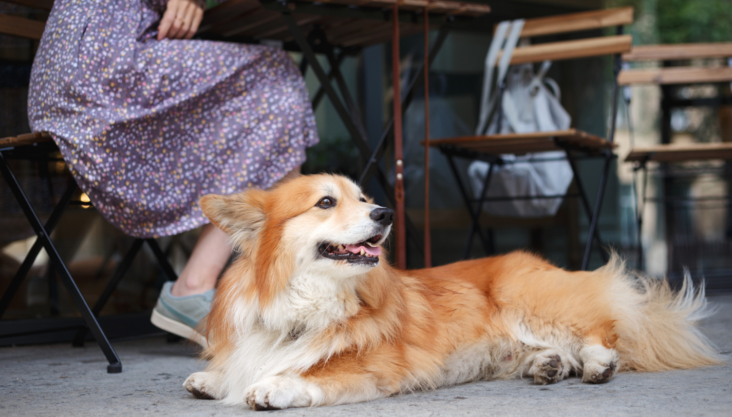 Corgi dog laying on the sidewalk next to a woman sitting at a table at an outdoor cafe