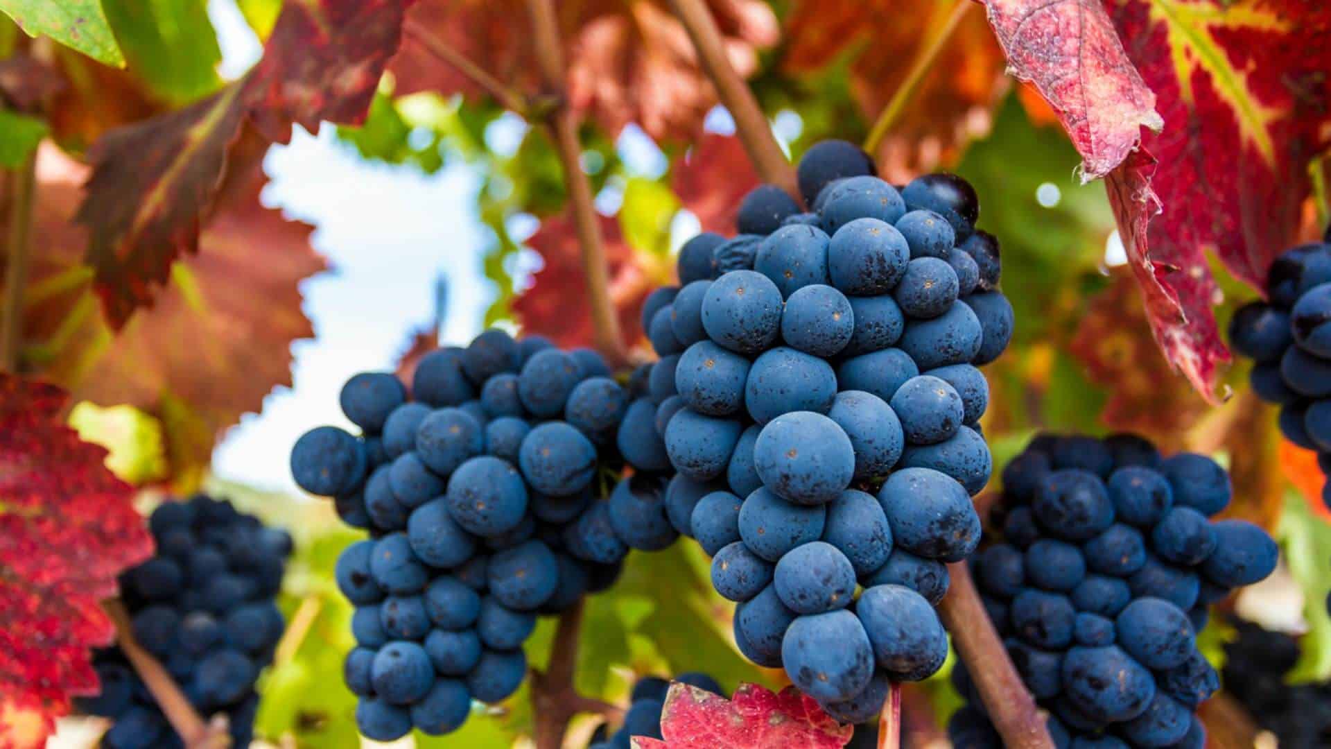 Close up view of purple grapes on a vine surrounded by green and orange leaves