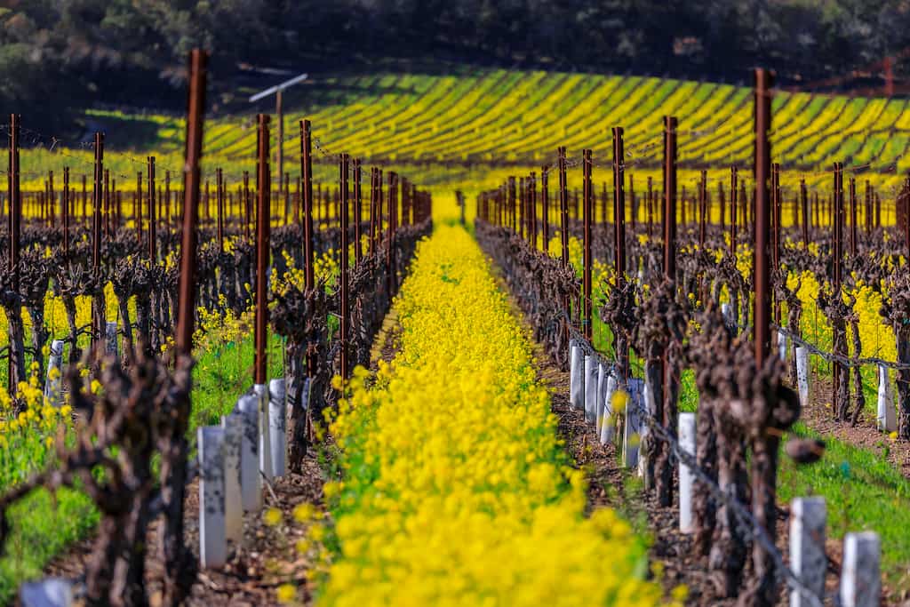 Rows of yellow mustard flowers at a vineyard in Napa Valley