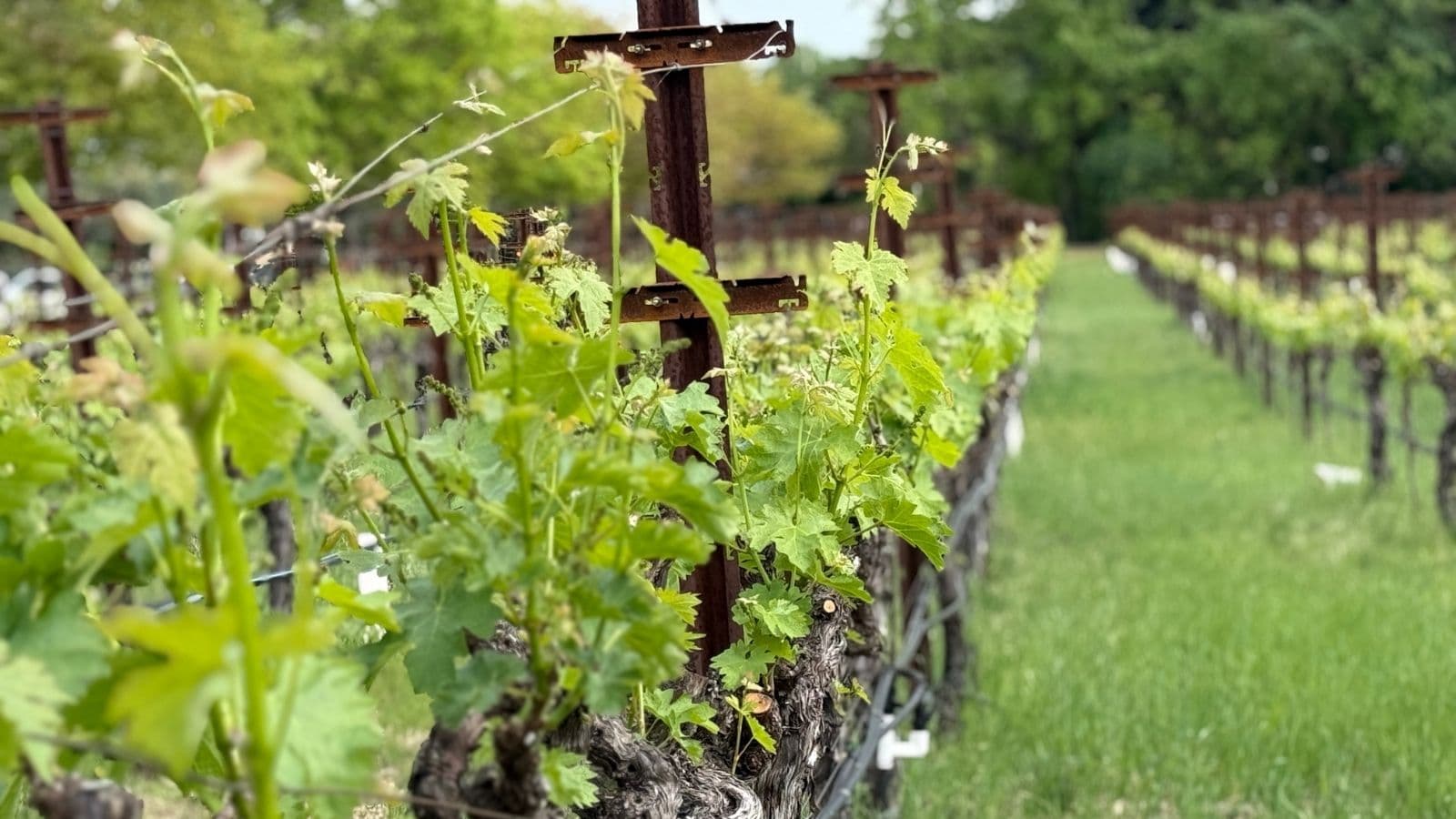 A row of grapes at a vineyard in Napa Valley