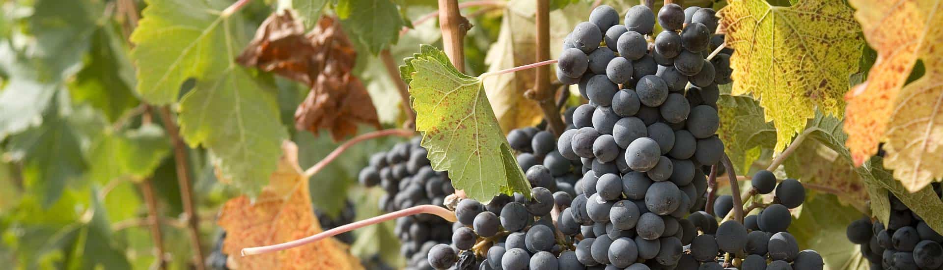 Close up view of purple grapes on a vine surrounded by green and orange leaves