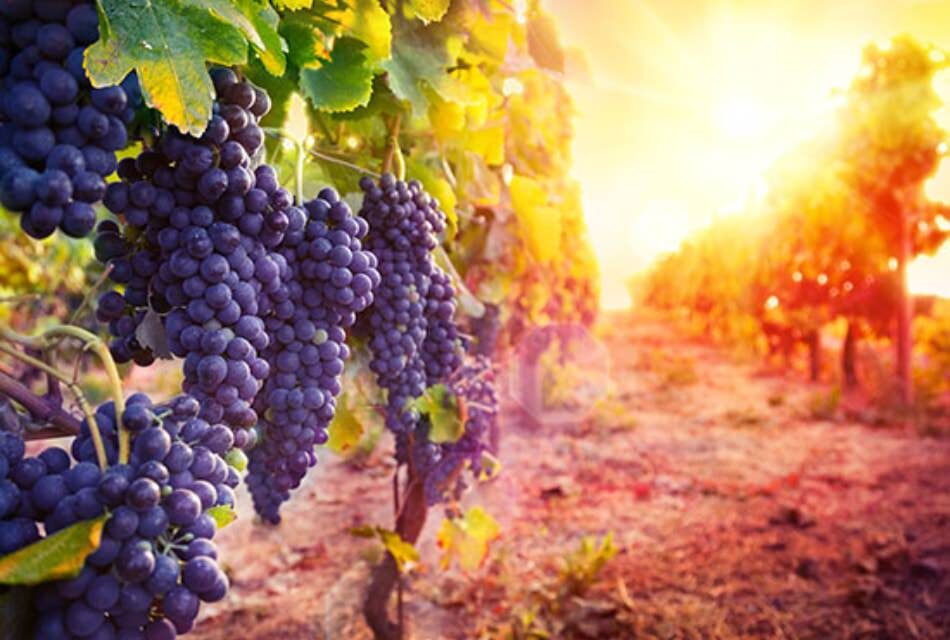 Close up view of purple grapes on vines surrounded by green leaves in a vineyard