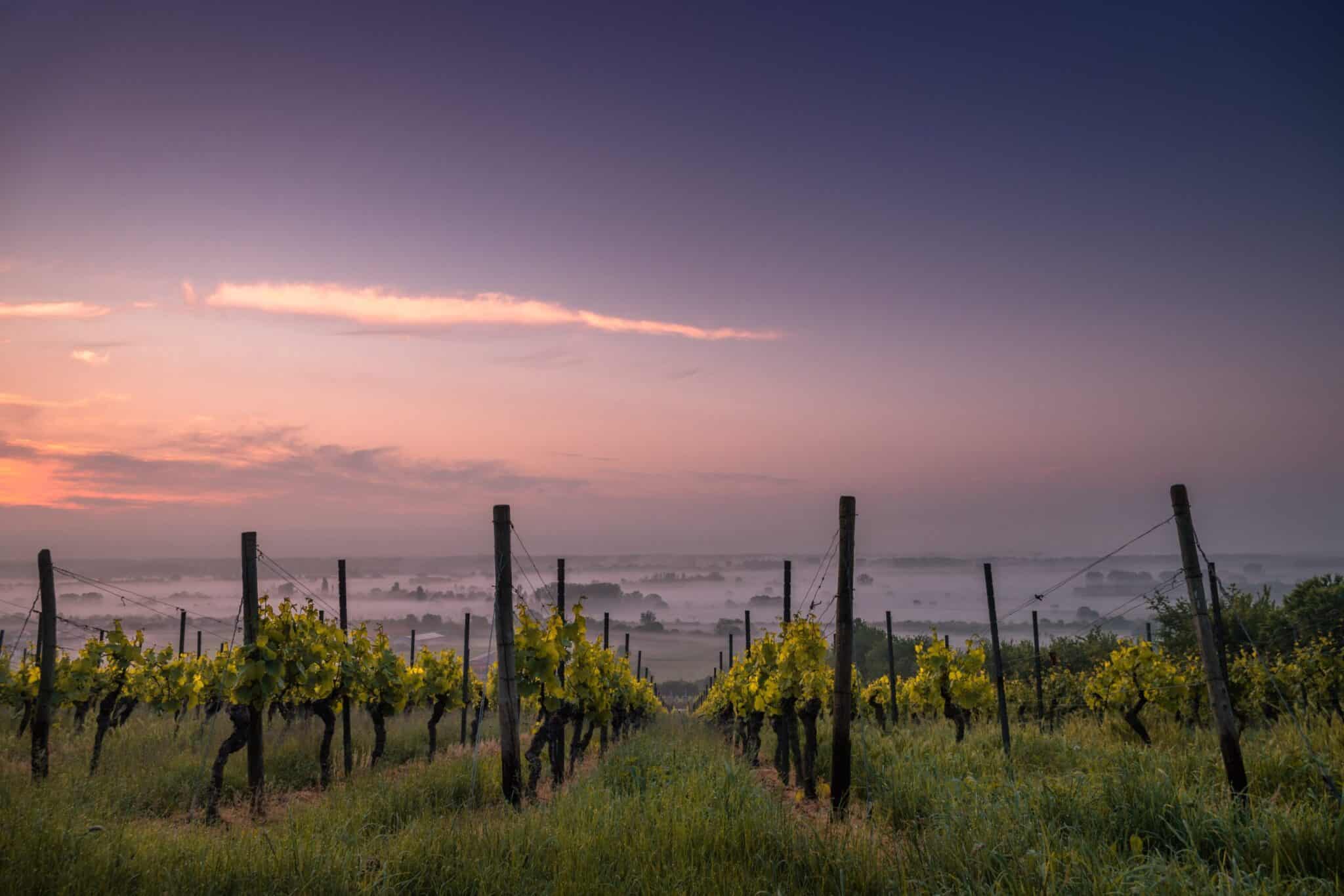 A sunset landscape of a vineyard with foggy rolling hills in the background. 